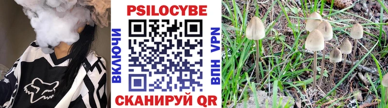 Купить где  Луховицы  Псилоцибиновые грибы Psilocybe 